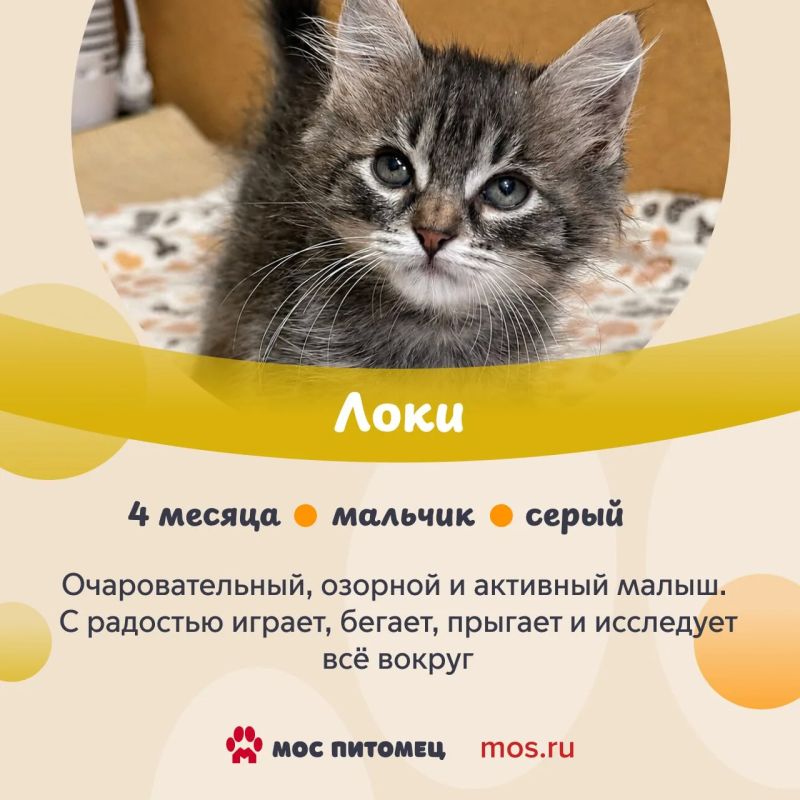 В «Моспитомце» появились новые анкеты животных из приютов В «Моспитомце» появились новые анкеты животных из приютов