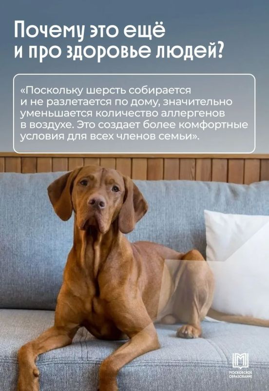 Не пылесос, а физика: московские школьники решили проблему линьки собак Не пылесос, а физика: московские школьники решили проблему линьки собак