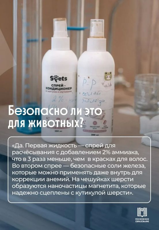 Не пылесос, а физика: московские школьники решили проблему линьки собак Не пылесос, а физика: московские школьники решили проблему линьки собак