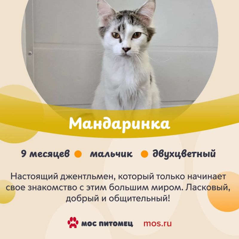 В «Моспитомце» появились новые анкеты животных из приютов В «Моспитомце» появились новые анкеты животных из приютов