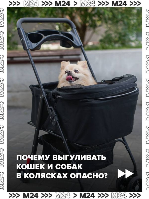 Выгул в колясках вреден и опасен для животных