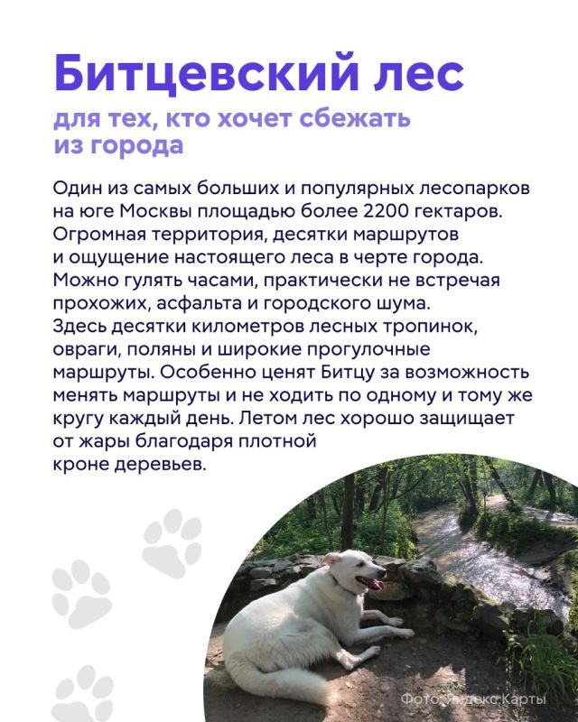 Лето, жара… а вашему питомцу хочется приключений? Лето, жара… а вашему питомцу хочется приключений?