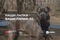 Продолжаем рассказывать о питомцах из городских приютов ГБУ «Доринвест», которые обрели любящие семьи!