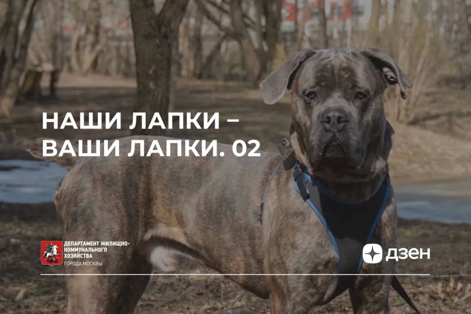 Продолжаем рассказывать о питомцах из городских приютов ГБУ «Доринвест», которые обрели любящие семьи!