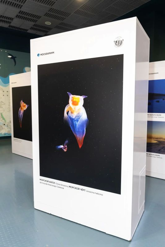 В "Москвариуме" открыли выставку подводного фотографа о морских ангелах