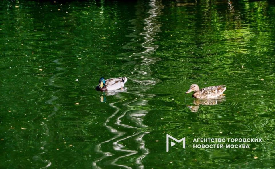 Из-за аномальной жары водоемы Москвы и области начали активно цвести раньше обычного, предупреждают экологи