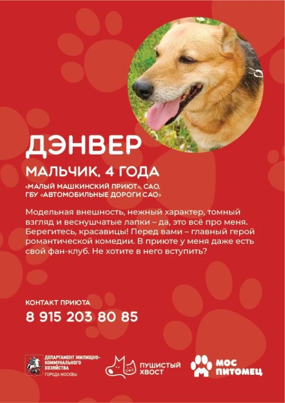Кто готов подарить дом и заботу верному другу? Кто готов подарить дом и заботу верному другу?