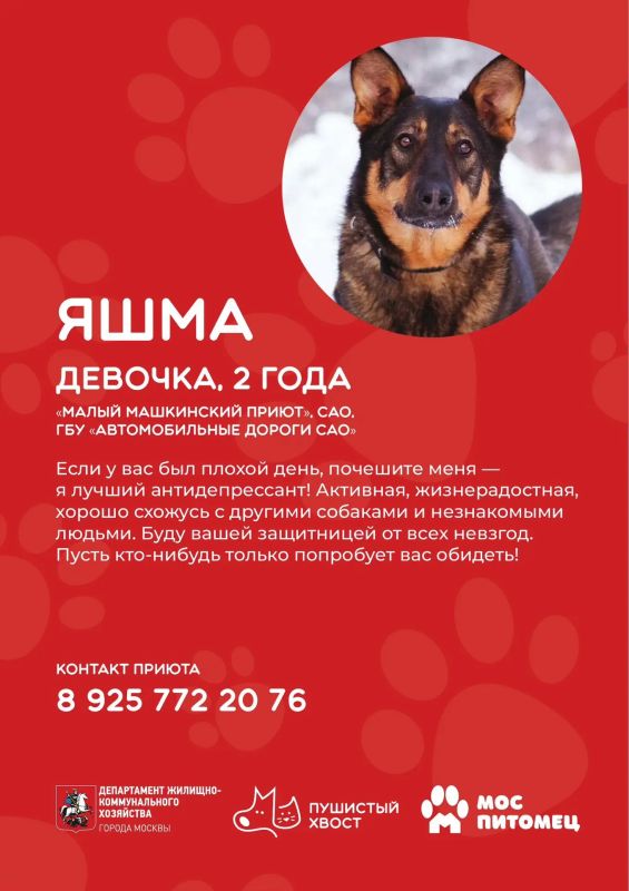 Кто готов подарить дом и заботу верному другу? Кто готов подарить дом и заботу верному другу?