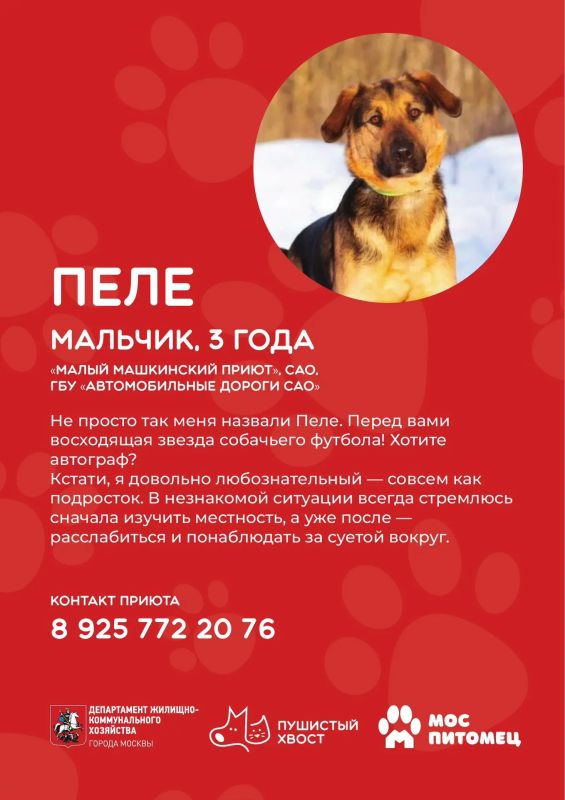 Кто готов подарить дом и заботу верному другу? Кто готов подарить дом и заботу верному другу?