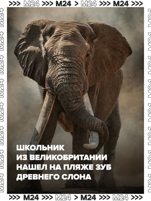 Школьник из Великобритании нашёл на пляже зуб древнего слона
