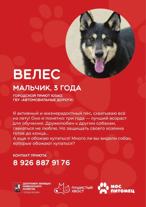 Кто готов подарить дом и заботу верному другу? Кто готов подарить дом и заботу верному другу?
