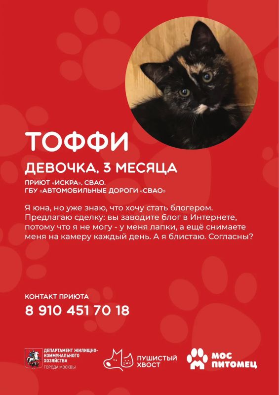 Еще 9 причин заглянуть на «Пушистый хвост» Еще 9 причин заглянуть на «Пушистый хвост»