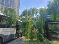 Дерево упало на автобус с пассажирами в подмосковном Щёлкове