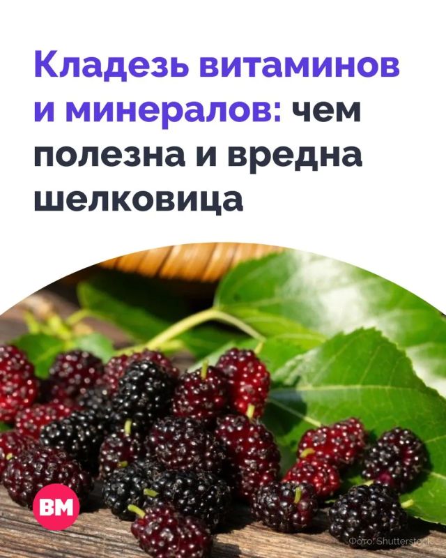 Шелковица оказалась не просто сладкой ягодой, а настоящим кладезем витаминов и минералов