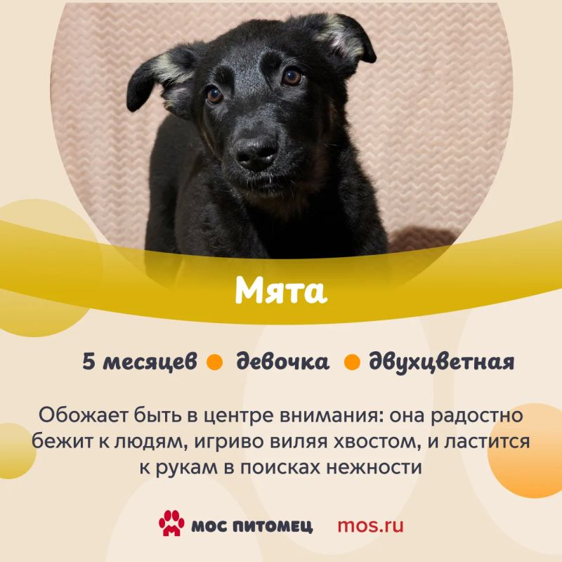 Щенки из городских приютов передают вам привет и виляют хвостиками! Они очень ждут, когда вы придете знакомиться лично Щенки из городских приютов передают вам привет и виляют хвостиками! Они очень ждут, когда вы придете знакомиться лично