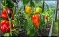 10 секретов успешной посадки и ухода за сладким перцем: как добиться богатого урожая