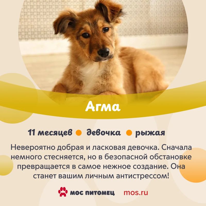 Щенки из городских приютов передают вам привет и виляют хвостиками! Они очень ждут, когда вы придете знакомиться лично Щенки из городских приютов передают вам привет и виляют хвостиками! Они очень ждут, когда вы придете знакомиться лично