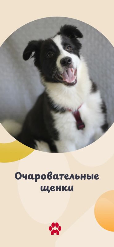 Щенки из городских приютов передают вам привет и виляют хвостиками! Они очень ждут, когда вы придете знакомиться лично
