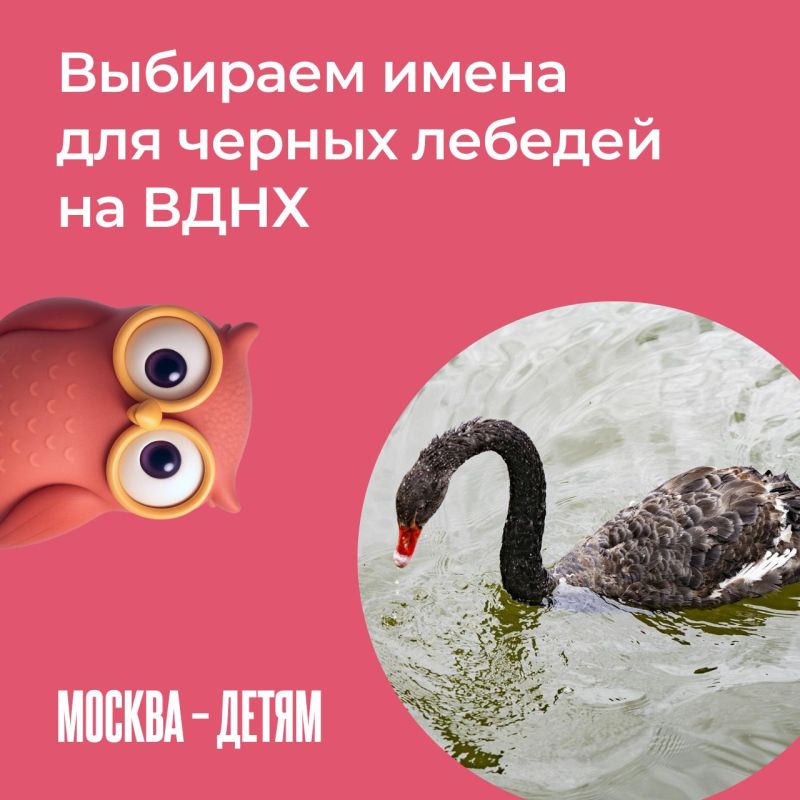 Как назвать шесть черных лебедей, поселившихся на ВДНХ, — решать юным москвичам! Сделать это можно на платформе «Активный гражданин — детям»