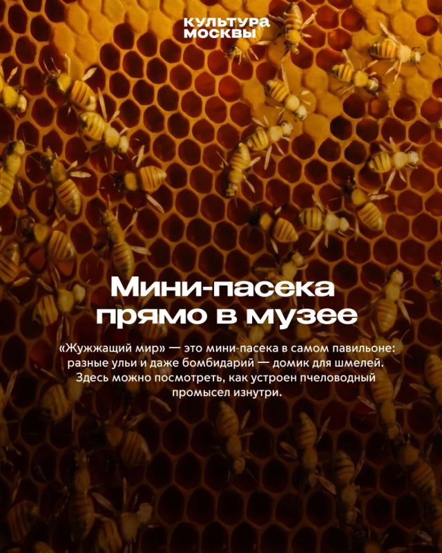 Как «Жужжащий мир» покорил гостей Биокластера Как «Жужжащий мир» покорил гостей Биокластера