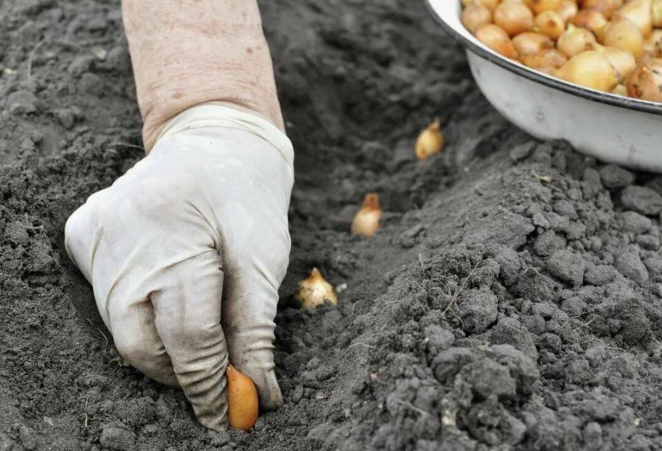 Секреты успешной зимней посадки лука