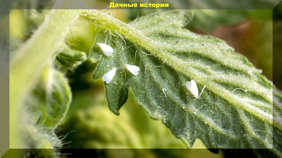 Как победить белокрылку: развенчиваем мифы и представляем эффективные методы