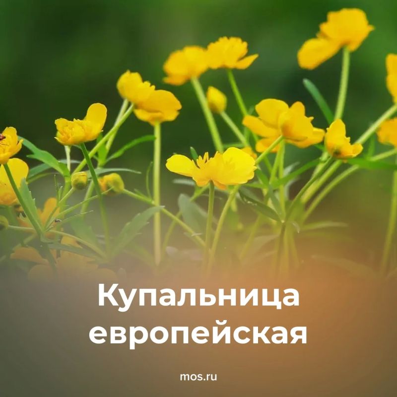 Июнь — время, когда в столице расцветают сотни травянистых растений Июнь — время, когда в столице расцветают сотни травянистых растений