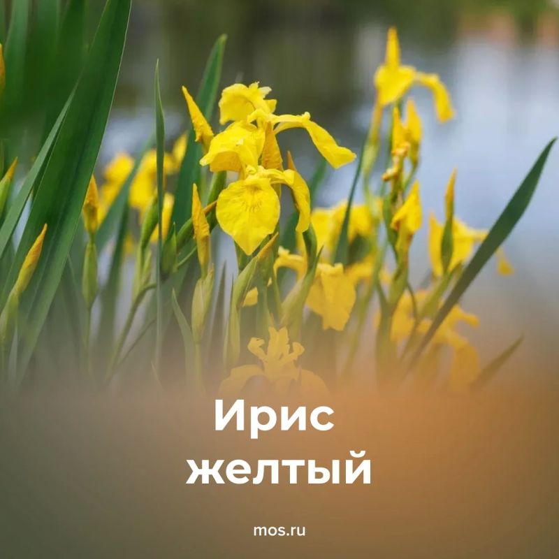 Июнь — время, когда в столице расцветают сотни травянистых растений Июнь — время, когда в столице расцветают сотни травянистых растений