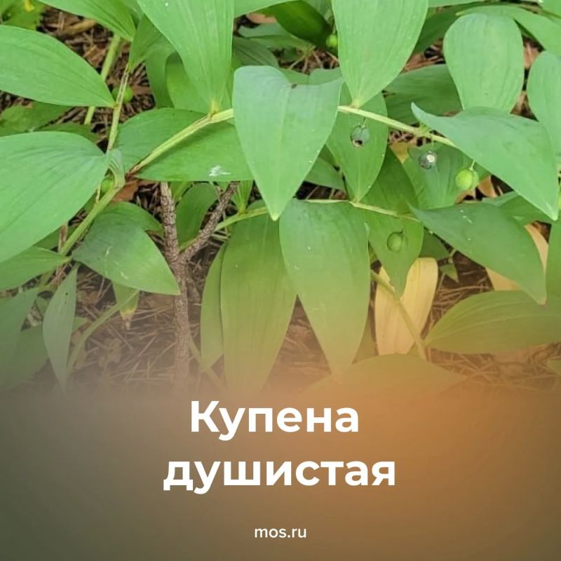 Июнь — время, когда в столице расцветают сотни травянистых растений Июнь — время, когда в столице расцветают сотни травянистых растений