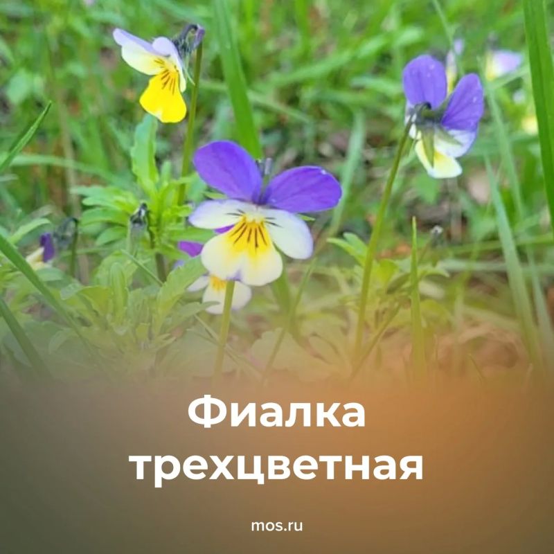 Июнь — время, когда в столице расцветают сотни травянистых растений Июнь — время, когда в столице расцветают сотни травянистых растений