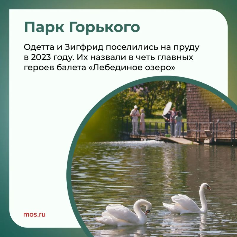В московских парках обитает множество лебедей: пары Одетта и Зигфрид, Маша и Ваня, Константин и Елена и другие В московских парках обитает множество лебедей: пары Одетта и Зигфрид, Маша и Ваня, Константин и Елена и другие