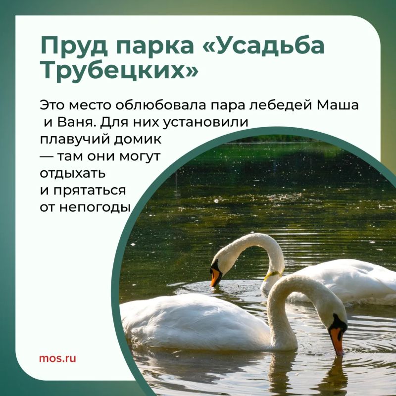 В московских парках обитает множество лебедей: пары Одетта и Зигфрид, Маша и Ваня, Константин и Елена и другие В московских парках обитает множество лебедей: пары Одетта и Зигфрид, Маша и Ваня, Константин и Елена и другие