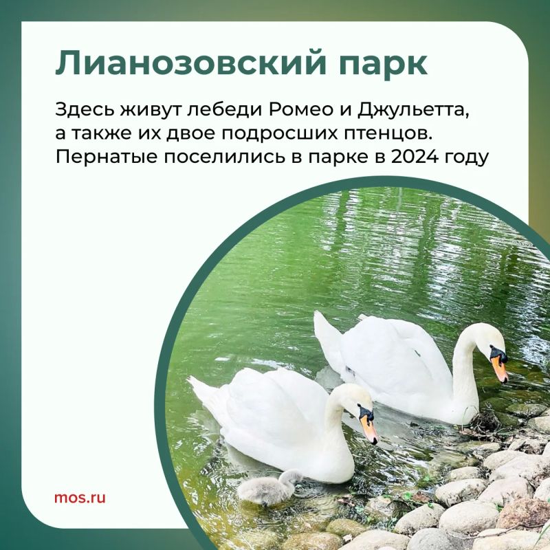В московских парках обитает множество лебедей: пары Одетта и Зигфрид, Маша и Ваня, Константин и Елена и другие В московских парках обитает множество лебедей: пары Одетта и Зигфрид, Маша и Ваня, Константин и Елена и другие