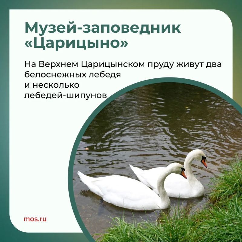 В московских парках обитает множество лебедей: пары Одетта и Зигфрид, Маша и Ваня, Константин и Елена и другие В московских парках обитает множество лебедей: пары Одетта и Зигфрид, Маша и Ваня, Константин и Елена и другие
