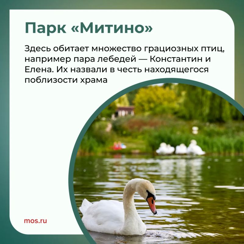 В московских парках обитает множество лебедей: пары Одетта и Зигфрид, Маша и Ваня, Константин и Елена и другие В московских парках обитает множество лебедей: пары Одетта и Зигфрид, Маша и Ваня, Константин и Елена и другие