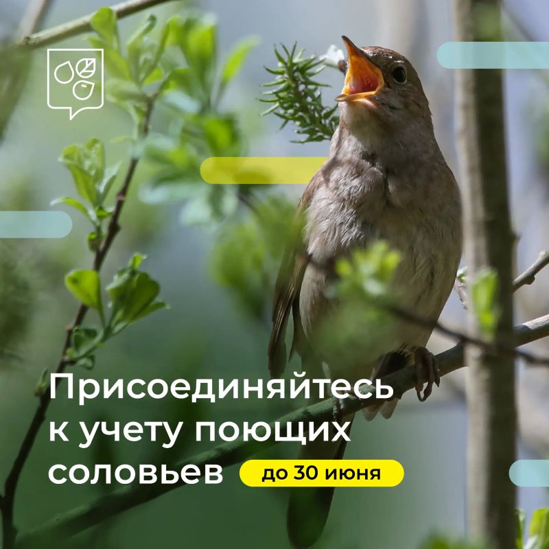 Снимите на видео, как поют соловьи: до конца учета осталось 7 дней