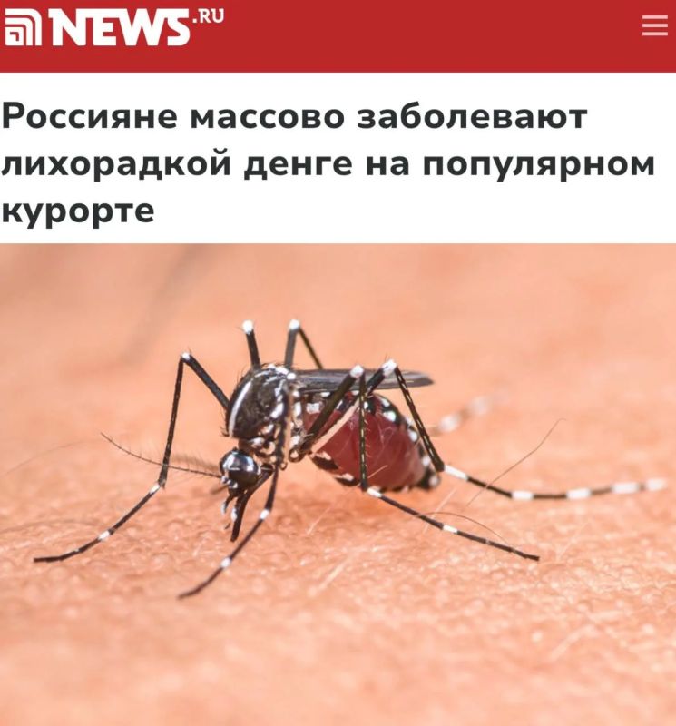 «Россияне массово заболевают лихорадкой денге на популярном курорте»: Мальдивы стали рассадником смертельной болезни