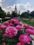 «Пионовое царство» обнаружено в Ботаническом саду МГУ на Воробьевых горах