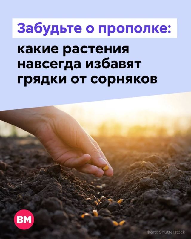Каждый дачник знает это чувство: только вчера прополол грядки, а сегодня снова пожаловали зеленые «незваные гости»