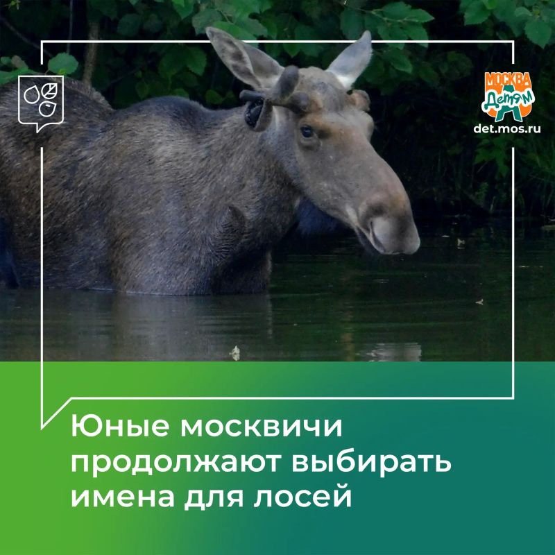Опрос по выбору имен для пяти лосей продолжается