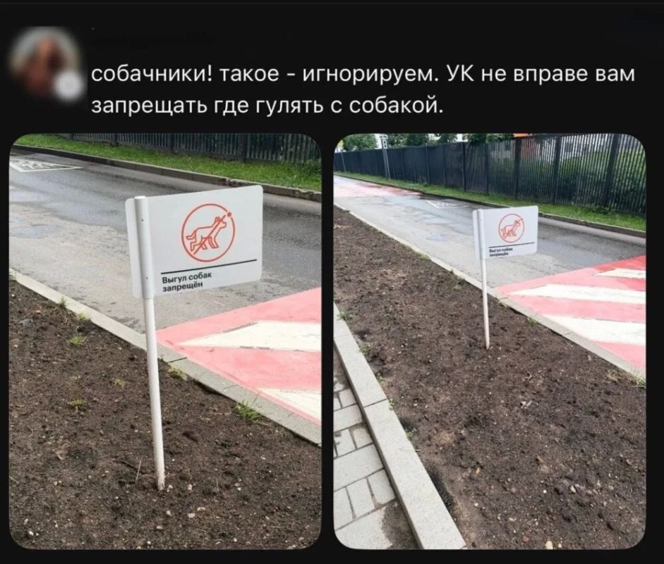 Московские УК пытаются остановить выгул собак на газонах