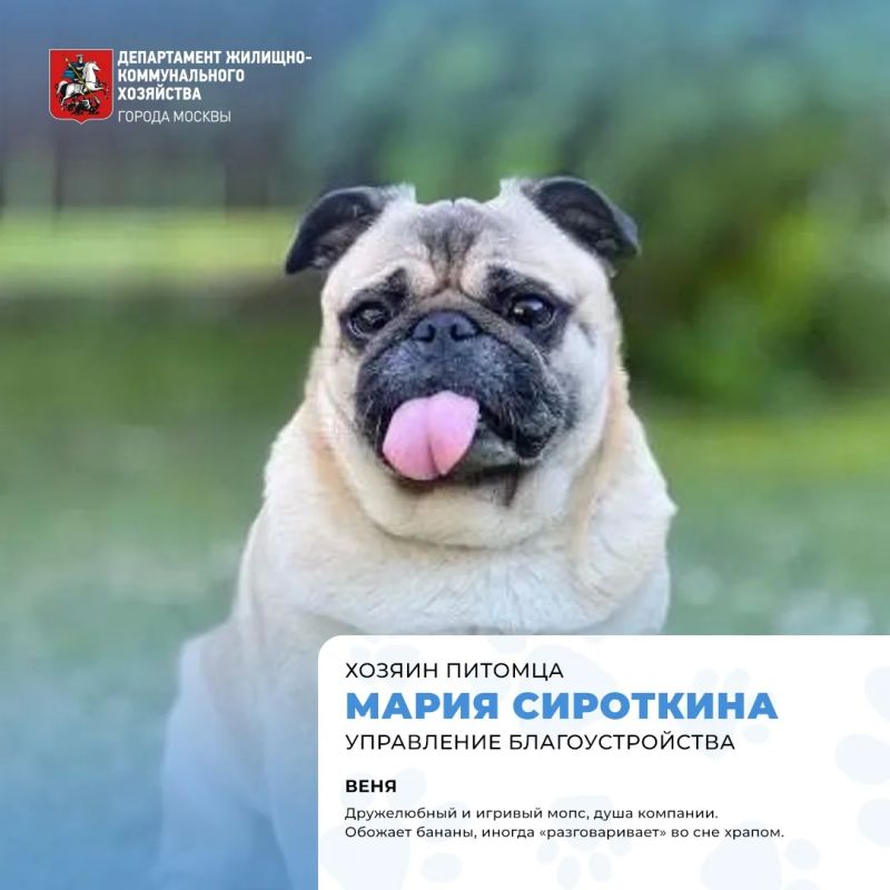 Сегодня отмечается Международный день собак! Сегодня отмечается Международный день собак!