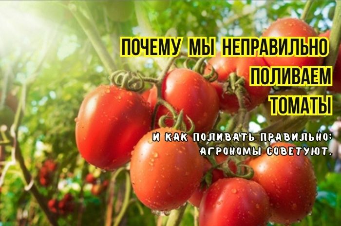 Тайны полива томатов: как избежать распространенных ошибок и увеличить урожай
