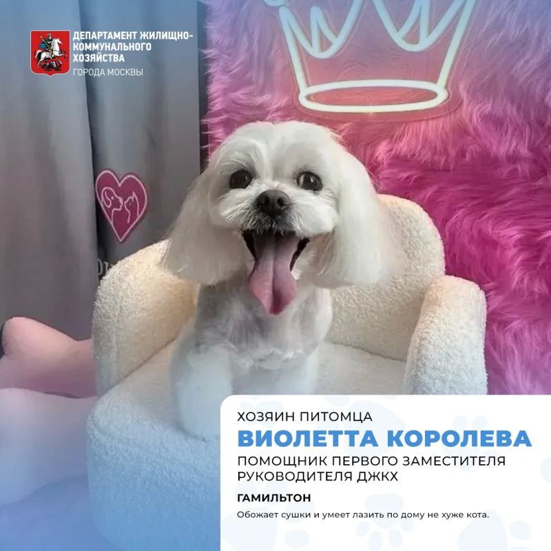 Сегодня отмечается Международный день собак! Сегодня отмечается Международный день собак!