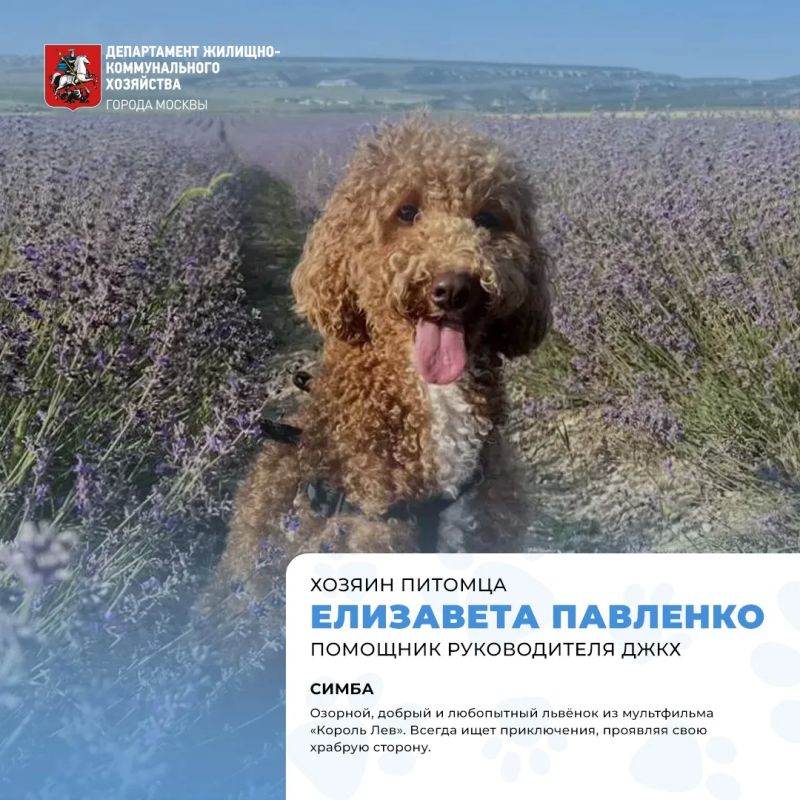 Сегодня отмечается Международный день собак! Сегодня отмечается Международный день собак!