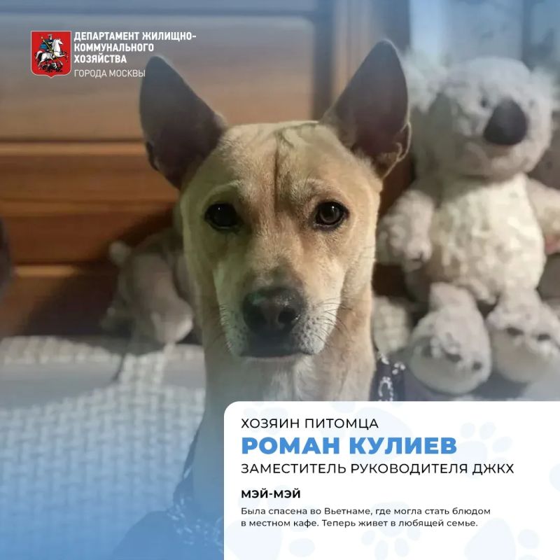 Сегодня отмечается Международный день собак! Сегодня отмечается Международный день собак!