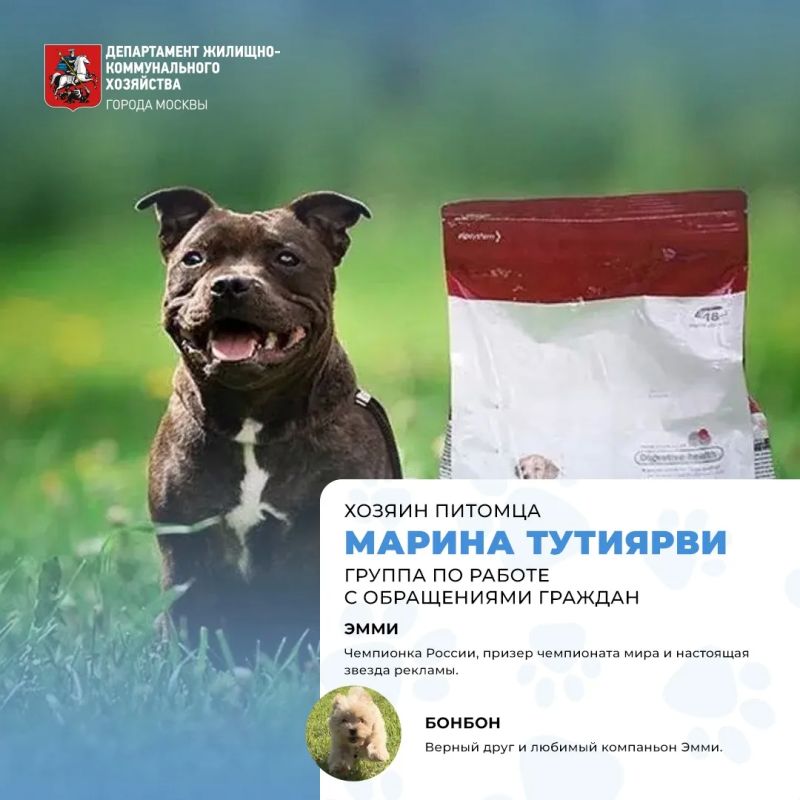 Сегодня отмечается Международный день собак! Сегодня отмечается Международный день собак!