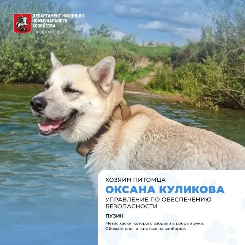Сегодня отмечается Международный день собак! Сегодня отмечается Международный день собак!