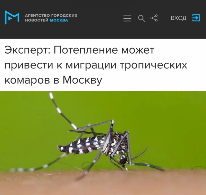 «Потепление может привести к миграции тропических комаров в Москву»: К обычным комарам в столице присоединятся «экзотические»