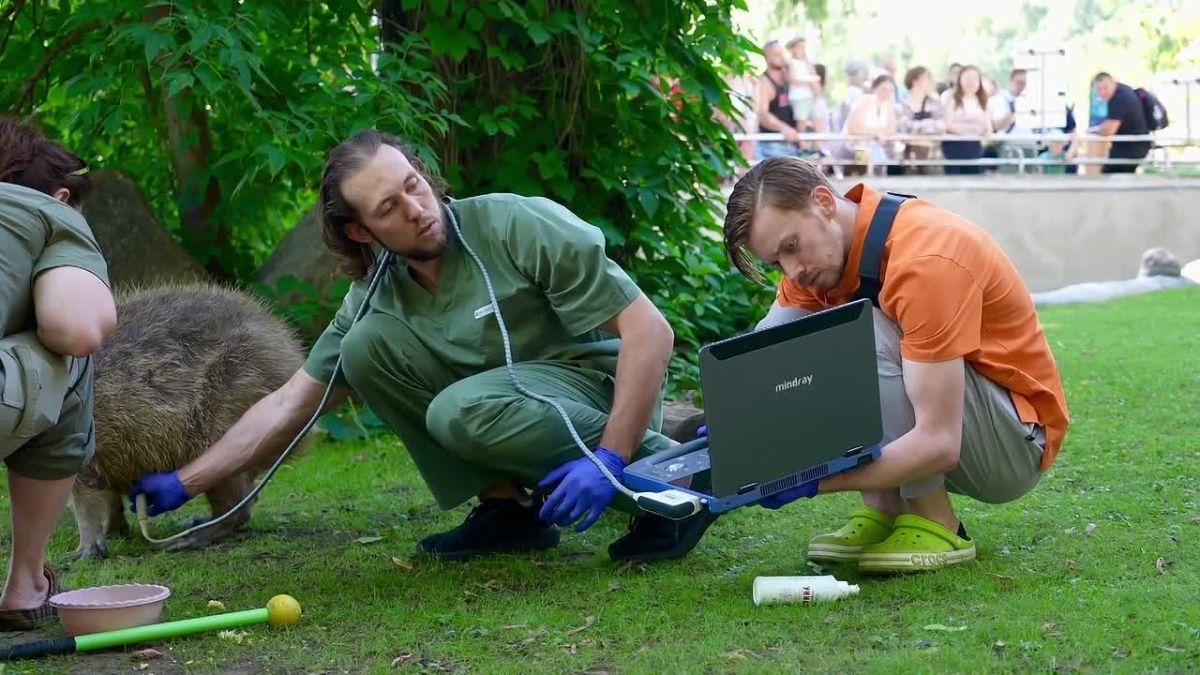 Капибары из Московского зоопарка прошли плановое ультразвуковое исследование (УЗИ), сообщила пресс-служба зоосада